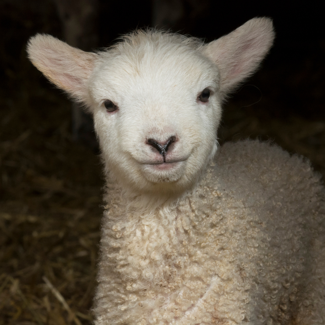 Diseño sin título (7)